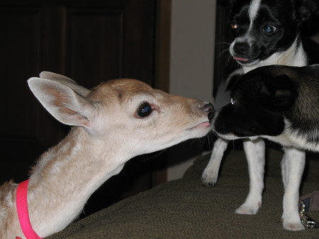 Kissing pets