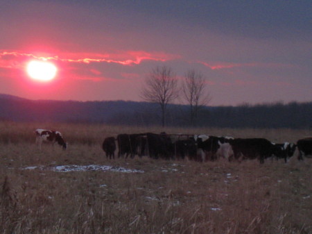 Organic Heifers at Feeder