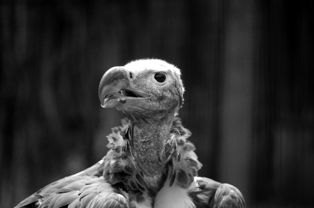 Vulture