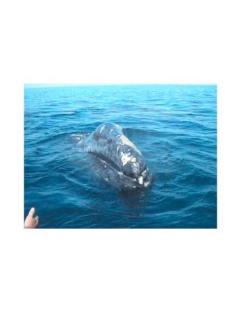 Whale watching in Magdelena Bay, Baja, Mx.