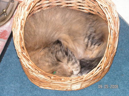 Sophie in the basket