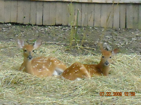 The Fawns
