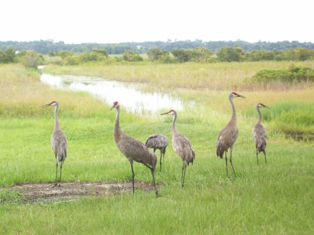 thank goodness the aren't  storks