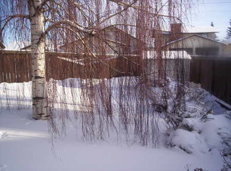 Backyard In December