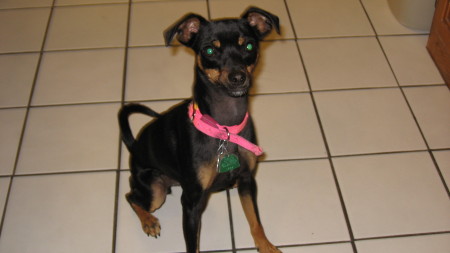 My MinPin name Izzy