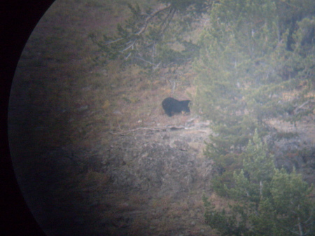 Black Bear cub in tree, Yellowstone