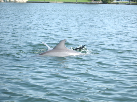 porpoise swimming along the side of the boat