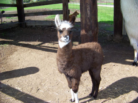 Lucy Llama - 1 month old