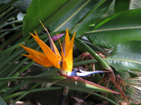 Bird of Paradise