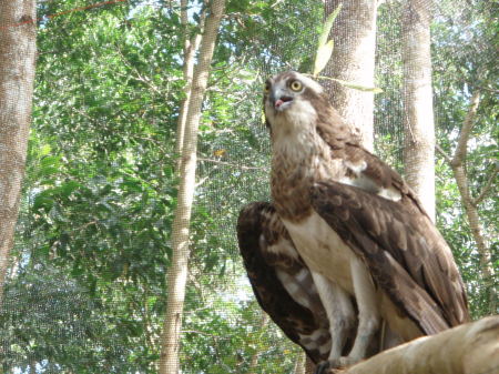 Alfy my osprey