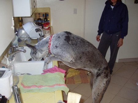 naughty great dane Sammy (13 yrs old)