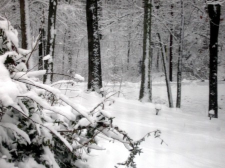 Feb.15, 2010- Snow Strom #3