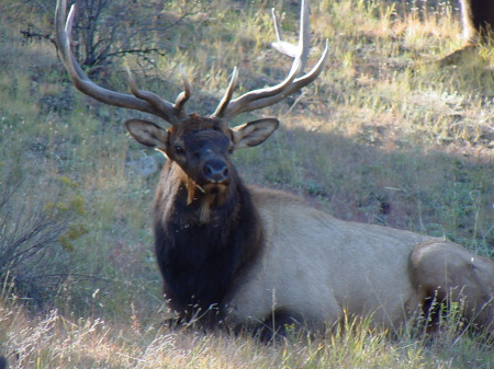 Frequent front yard guest