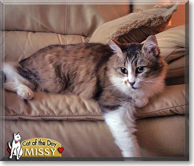 MY LITTLE MISSY - CAT OF THE DAY June 21, 2006