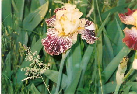 iris