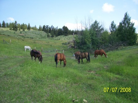 the horse's working their way up the hill