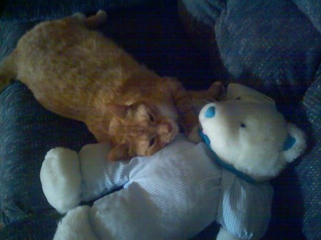 Rusty - Even Kitties sleep with Teddy Bears