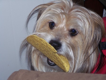 Our "Tucker" stealing a Taco