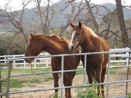 OUR HORSES