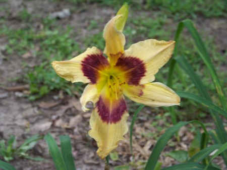 A beautiful daylily