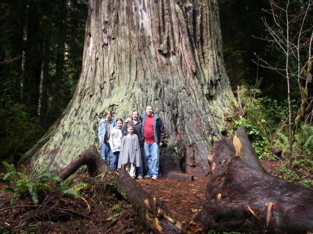 Family at the Redwood Forrest in CA