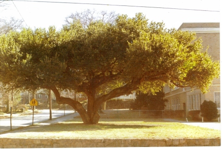 The Moreland Oak, corner Euclid and Austin Ave