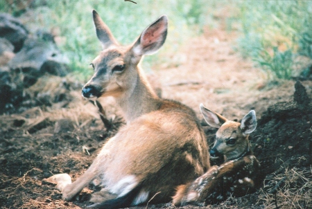 Doe and Fawn