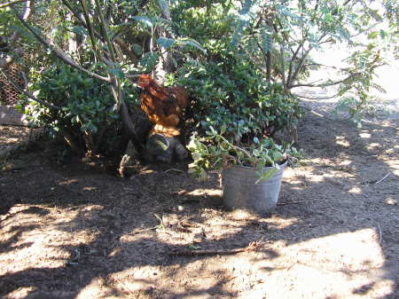 little bantam rooster-