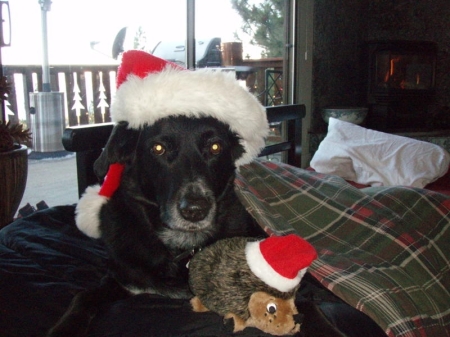 Santa Joe and his favorite hedgehog