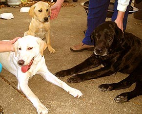 Our collection of Labrador Retrievers