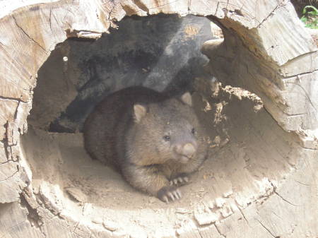 Wombat