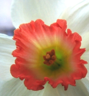 copy of 2-26-09 daffodils 027c