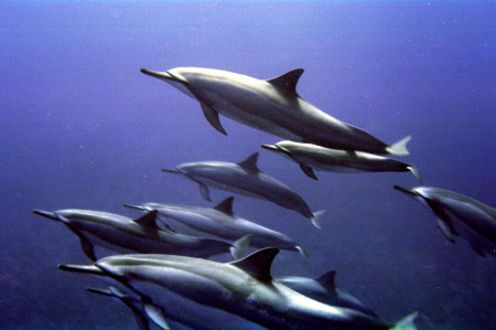 Pod of spinner dolphins, Maui-Lanai Hawai