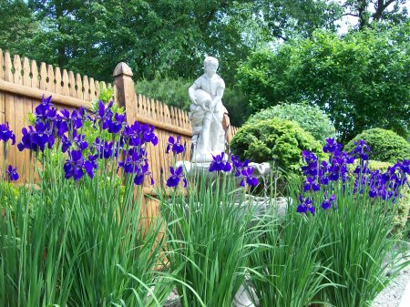 my garden a sea of purple