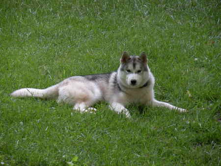 Our husky pup now (July 2009)