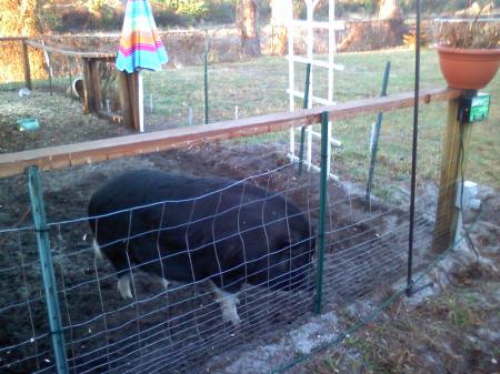 Otis, our pig
