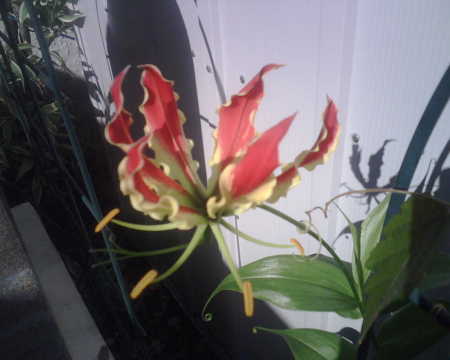 Gloriosa Lilly