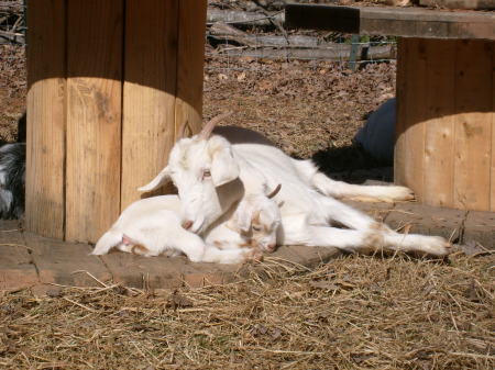 Mamas love their babies