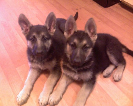 Our pups Ally and Adell