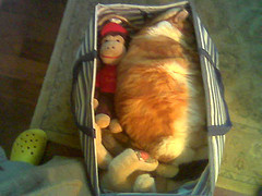 Claude in a basket with Curious George.