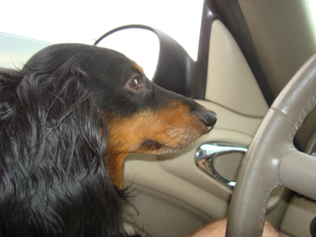 Ernie in the driver seat