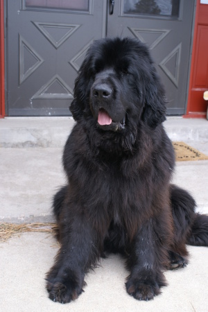 My latest Newfoundland (Newfie) dog...Atticus!