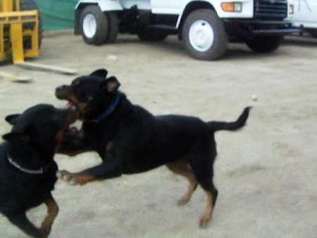 Rottweilers playing