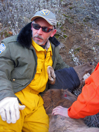 Elk wrestling for relocation.