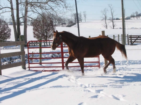 Reflections Playboy aqha. as a two year old