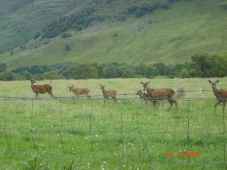 red deer