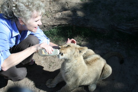 Feeding Lion Cub in South Africa