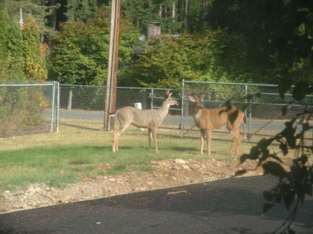 Deer in the front yard