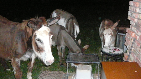 Some of our donkeys