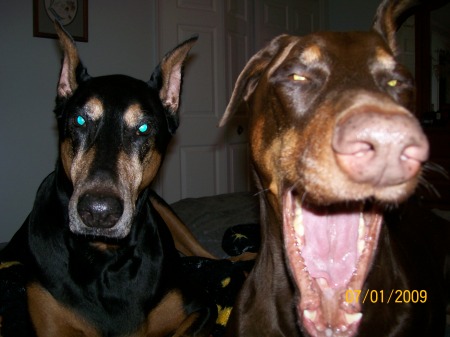 Our 2 Dobermans